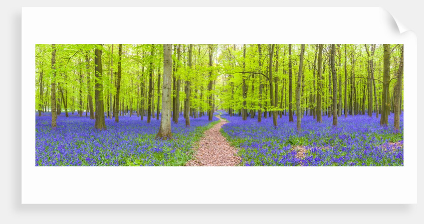 Bluebells by Assaf Frank